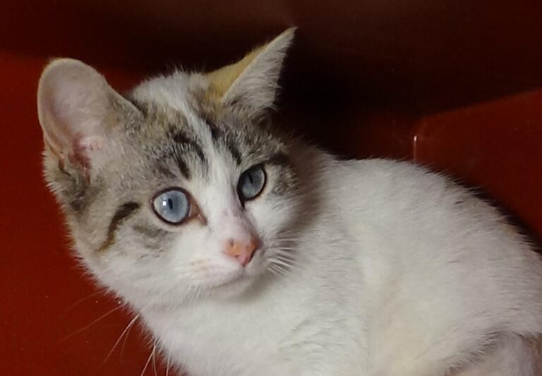 multimedia-foto43612-964-3