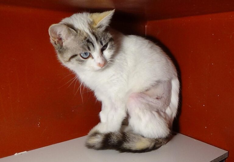 multimedia-foto43616-966-3