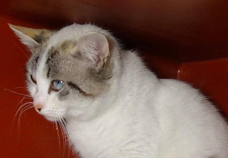 multimedia-foto43617-967-3