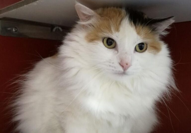 multimedia-foto43662-908-3