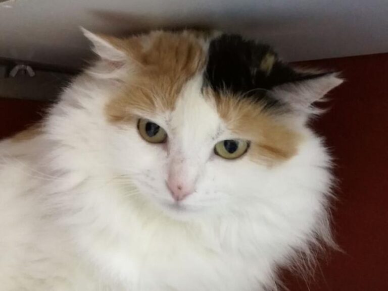 multimedia-foto43663-909-3