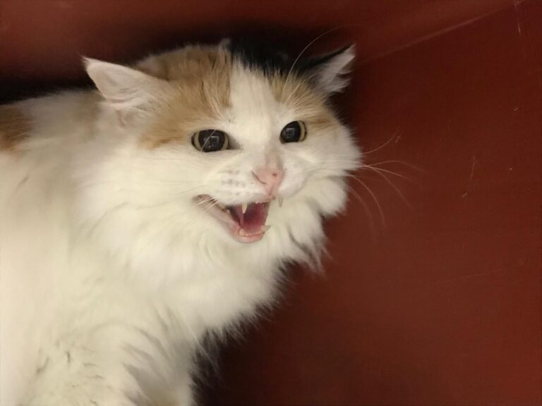 multimedia-foto43664-910-3