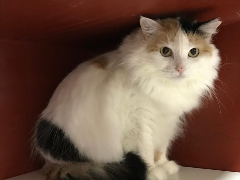 multimedia-foto43665-910-3