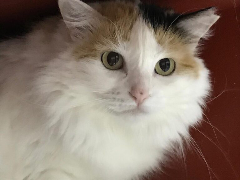 multimedia-foto43667-945-3