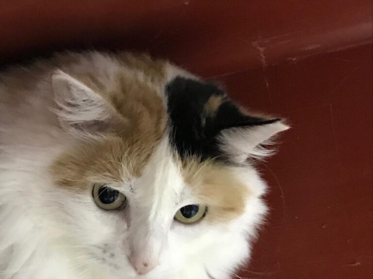 multimedia-foto43668-946-3