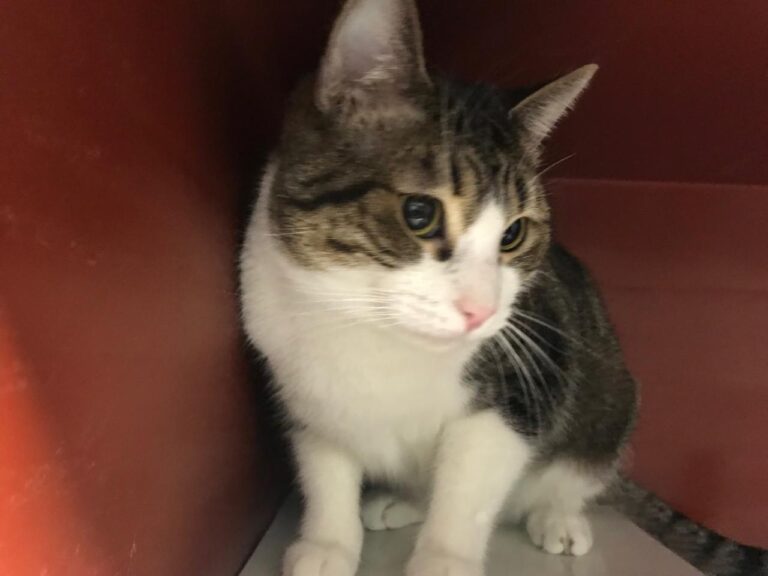 multimedia-foto43684-191-3