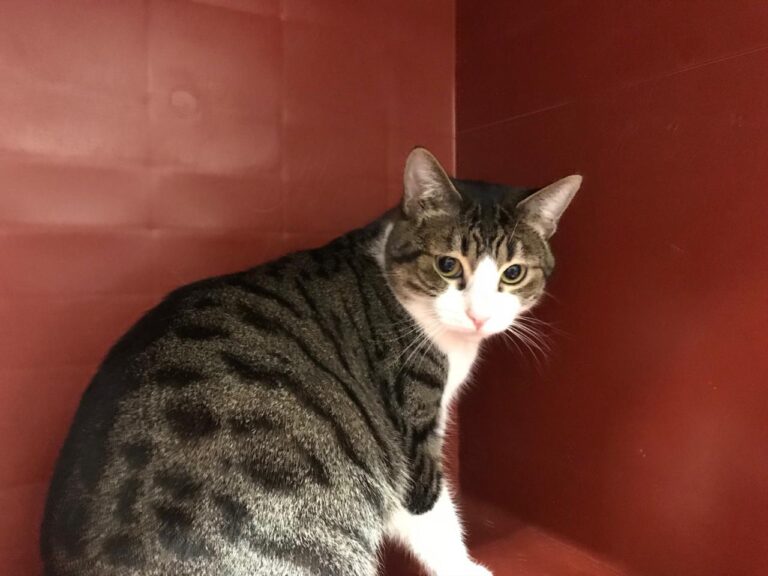 multimedia-foto43688-211-3