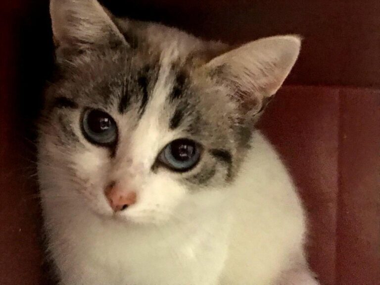 multimedia-foto43692-311-3