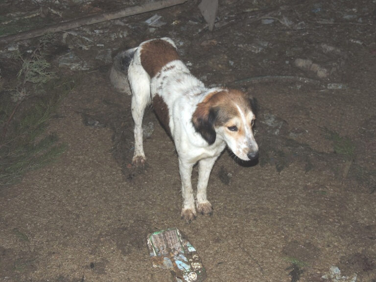 multimedia-foto43699-722-3