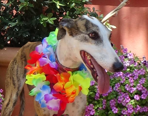 multimedia-foto43721-624-3