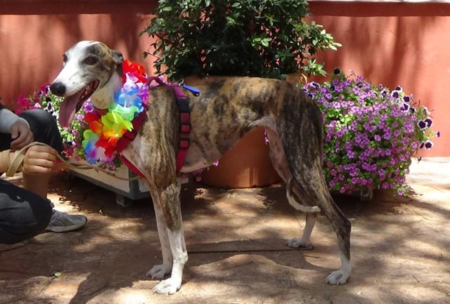 multimedia-foto43722-624-3