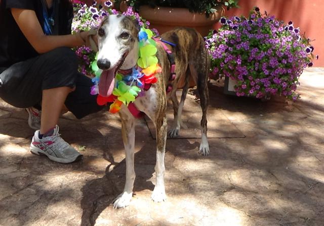 multimedia-foto43723-625-3