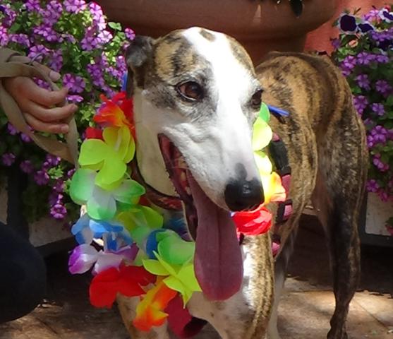 multimedia-foto43724-625-3