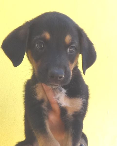 multimedia-foto43797-688-3