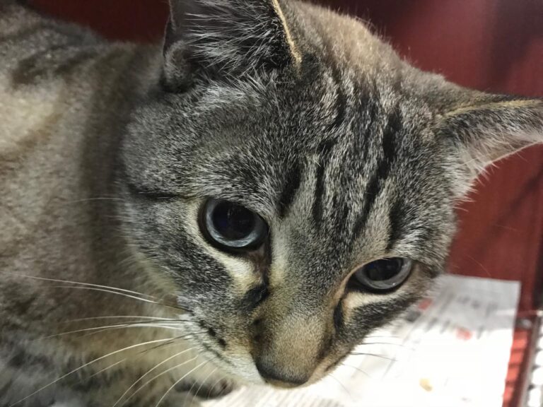 multimedia-foto43851-944-3