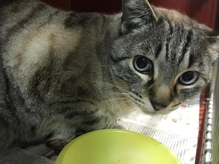 multimedia-foto43852-945-3