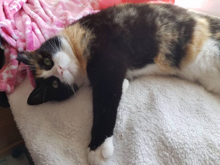 multimedia-foto44071-626-3