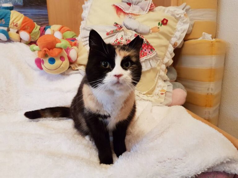 multimedia-foto44072-627-3