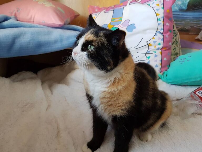 multimedia-foto44074-628-3