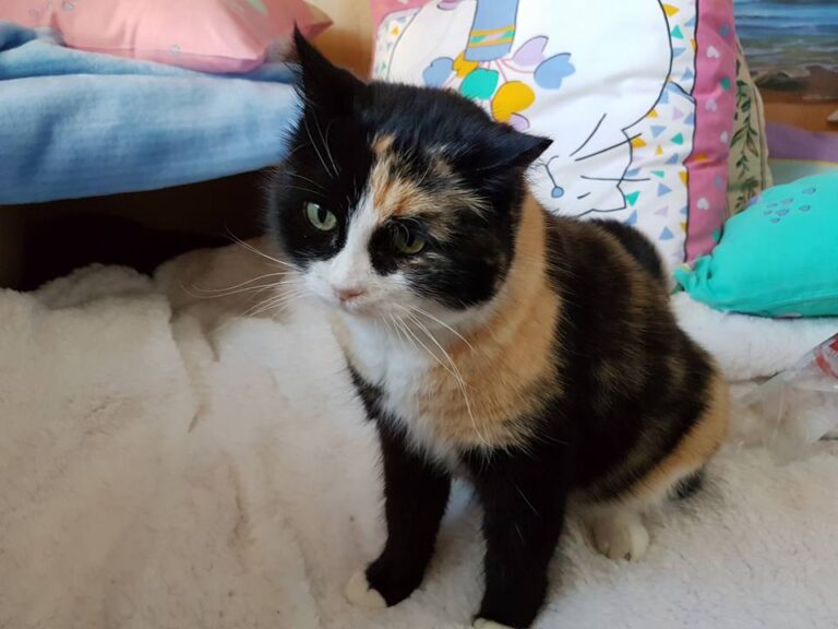 multimedia-foto44079-685-3