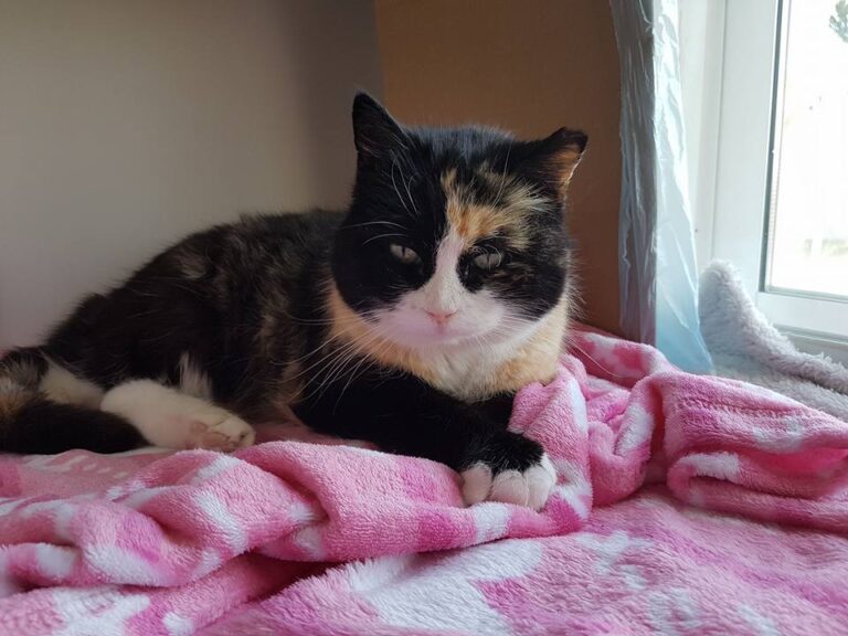 multimedia-foto44081-686-3