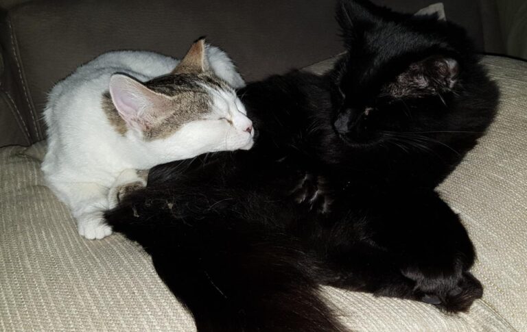 multimedia-foto44087-471-3