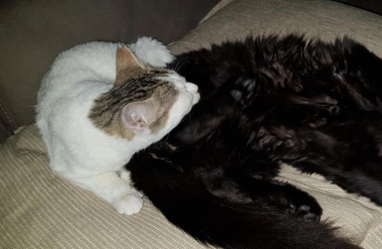 multimedia-foto44089-473-3