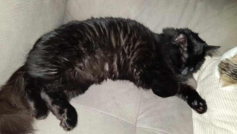 multimedia-foto44090-495-3