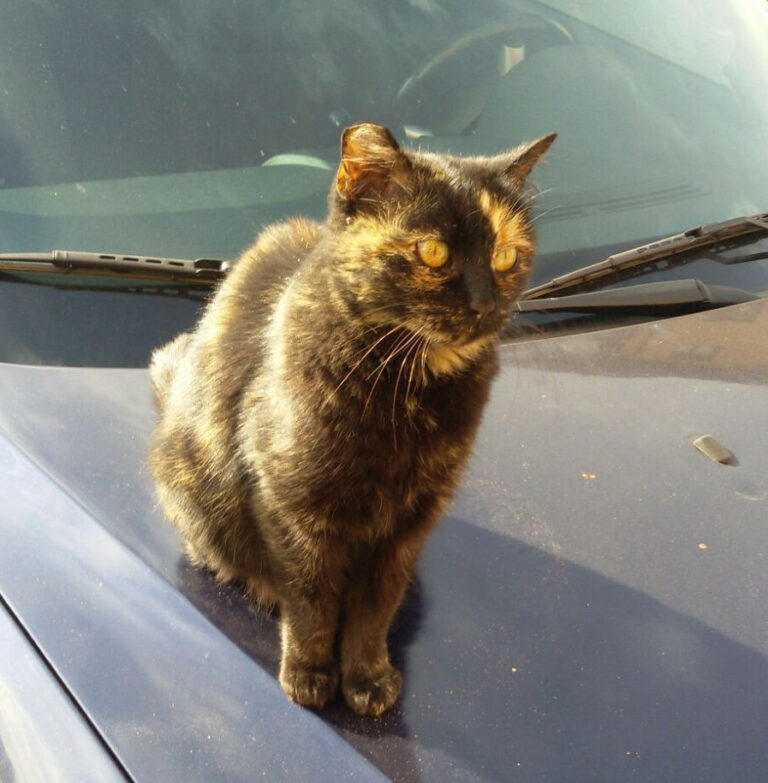 multimedia-foto44106-458-5