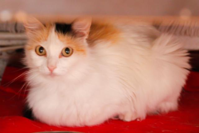 multimedia-foto44108-590-3