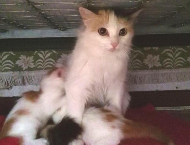 multimedia-foto44109-591-3