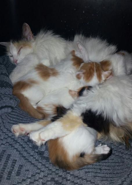 multimedia-foto44110-591-3