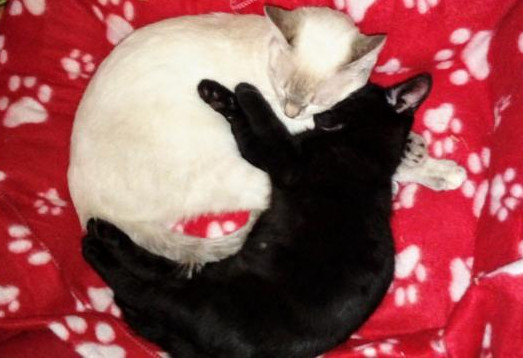 multimedia-foto44138-49-3