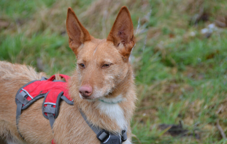 multimedia-foto44156-763-3