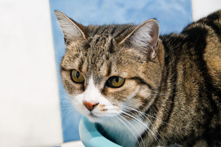 multimedia-foto44286-925-3