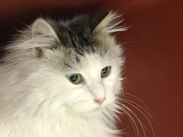 multimedia-foto44297-169-3