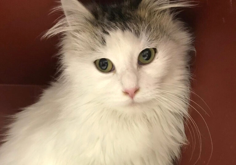 multimedia-foto44299-171-3