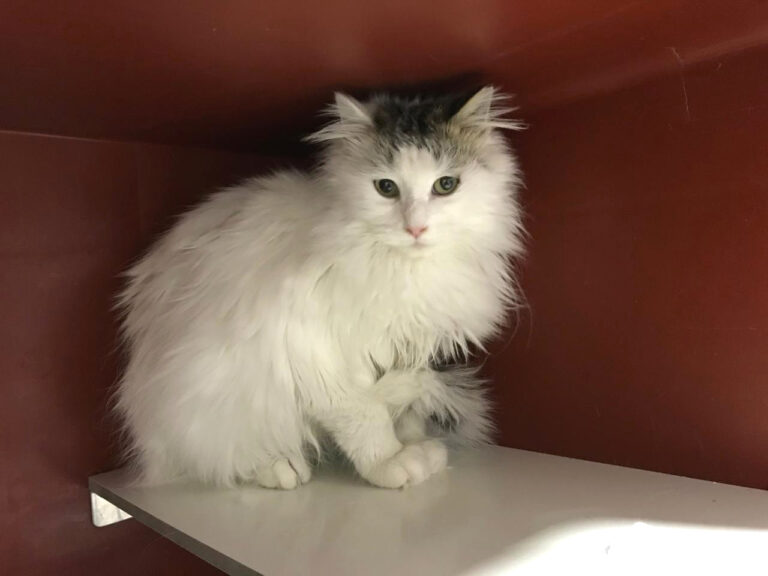 multimedia-foto44302-173-3