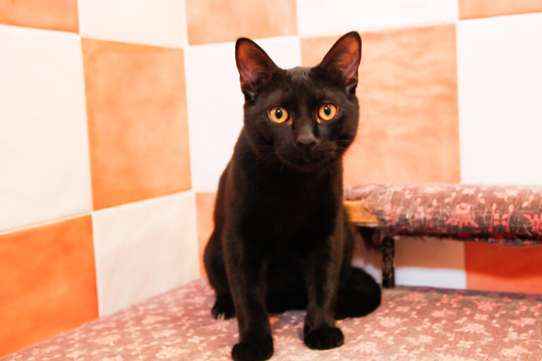 multimedia-foto44304-541-3