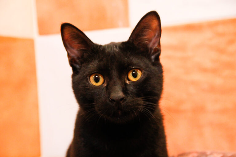 multimedia-foto44305-541-3