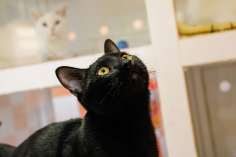 multimedia-foto44307-543-3