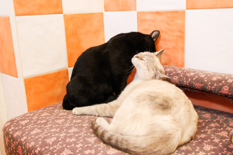 multimedia-foto44310-642-3