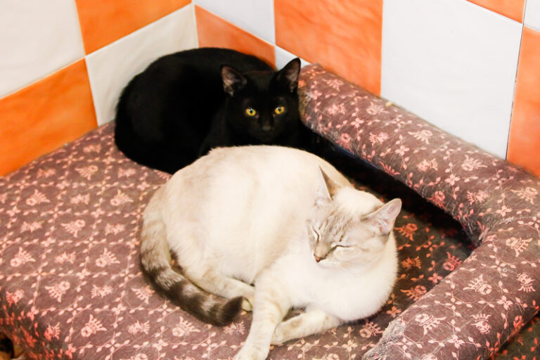 multimedia-foto44311-642-3