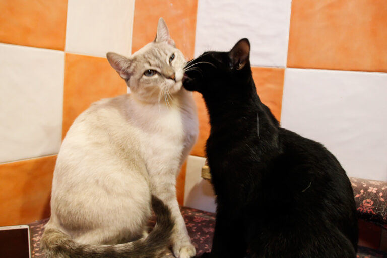 multimedia-foto44312-643-3