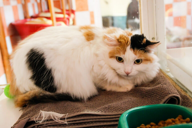 multimedia-foto44330-544-3