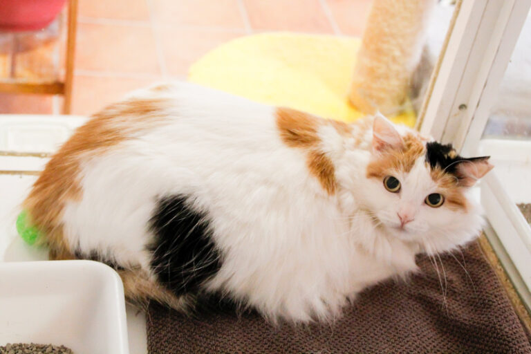 multimedia-foto44331-545-3