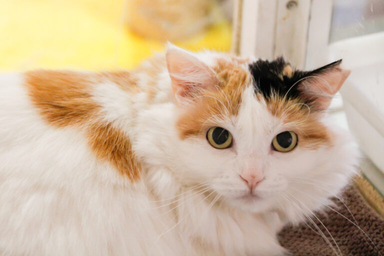 multimedia-foto44332-545-3