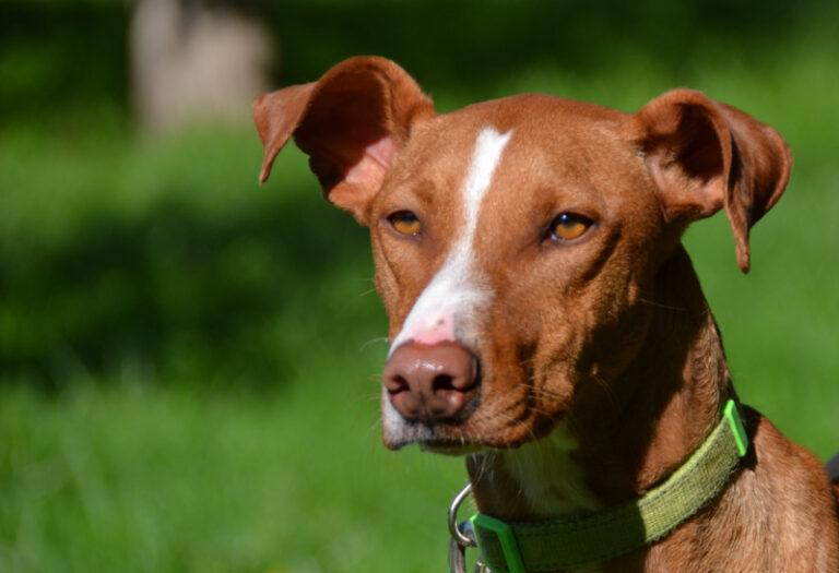 multimedia-foto44508-82-3