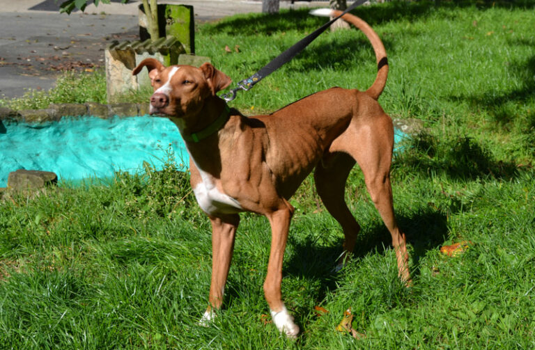 multimedia-foto44510-83-3