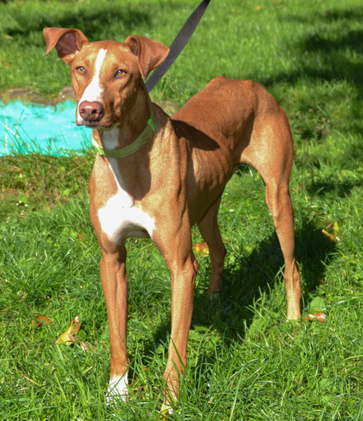 multimedia-foto44511-84-3